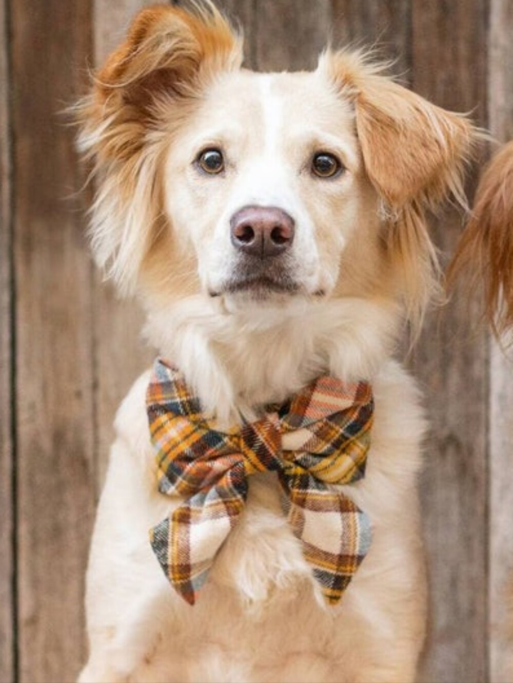 The Foggy Dog Cornucopia Flannel Fall Lady Dog Bow